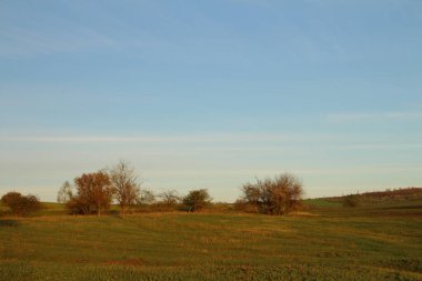 Gün içinde ağaçlar ve bitkilerle dolu bir alanın dikey görüntüsü.