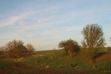 Ormanda bir ağacı olan güzel bir manzara.