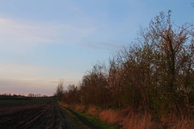 Genç bir ağaçla ilkbahar tarlası