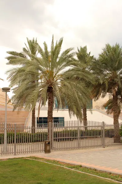 stock image palm in the park