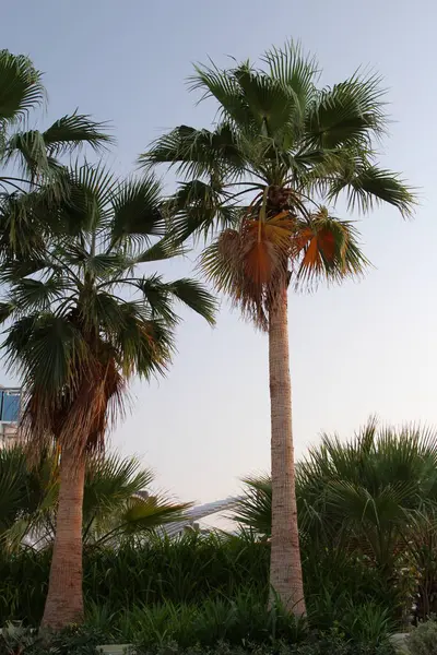 Palma Plaży Poranku Wysokiej Jakości Zdjęcie — Zdjęcie stockowe