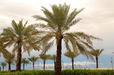 Akşamları kumsalda yeşil yaprakları olan palmiye ağacı, Mısır 'ın Sharm el Sheikh şehri.