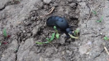 Siyah böcek yerde, yakın plan çekim