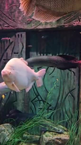 Κυπρίνοι Ψάρια Στο Ενυδρείο — Αρχείο Βίντεο