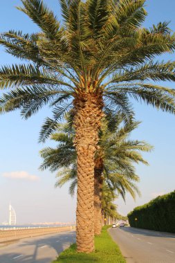 tel şehrindeki palmiye ağacı - aviv