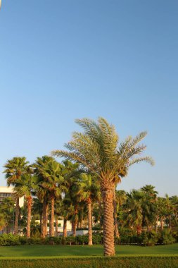 Parktaki palmiye ağacı