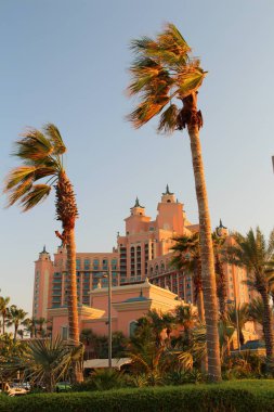 Dubai 'de palmiye ağaçları, uae