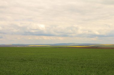 Buğday tarlası olan güzel bir manzara.