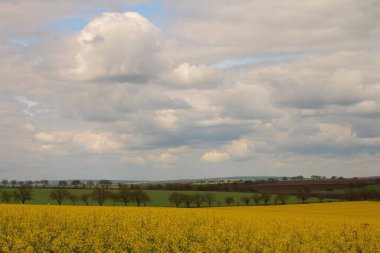 Sarı kolza alan mavi gökyüzü karşı