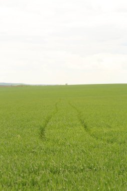 Buğday alan ve yeşil çimen