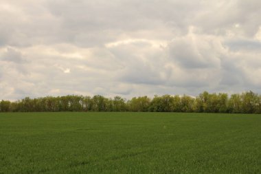 Yeşil Çimen ve Mavi Gökyüzü