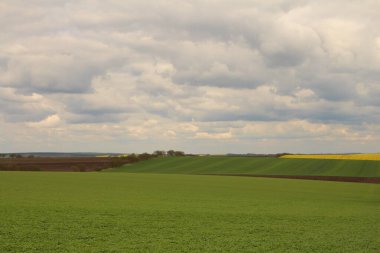 Kolza tohumu ve rüzgar tarlası