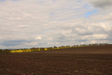 Buğday ve mavi gökyüzü olan bir tarla manzarası