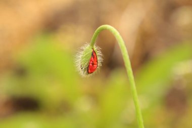 Bahçedeki kırmızı çiçek