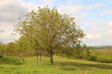 Doğanın güzel manzarası