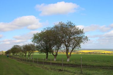 Baharda bir tarla, sarı çiçekler ve çitlerle
