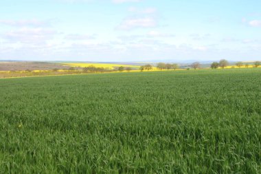 yeşil tarlalar ve çiçekler