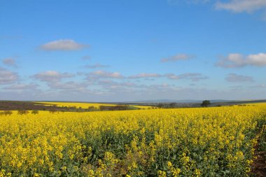 Güzel mavi ve altın çiçekli kolza tohumu tarlası
