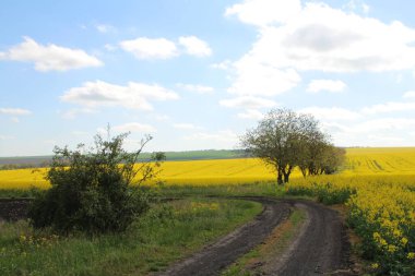Sarı tecavüz alan ve mavi gökyüzü