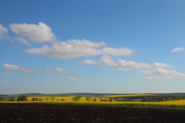 Güzel sarı kolza tohumu tarlası