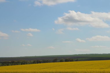 Sarı kolza tohumu tarlası ve mavi gök