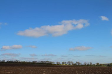 Buğday tarlası ve mavi gökyüzü olan güzel bir manzara.
