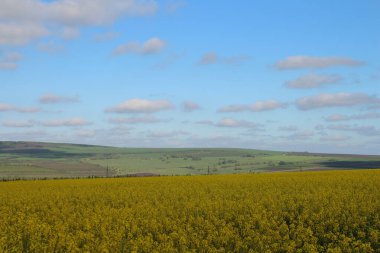 Sarı tecavüz alan ve mavi gökyüzü
