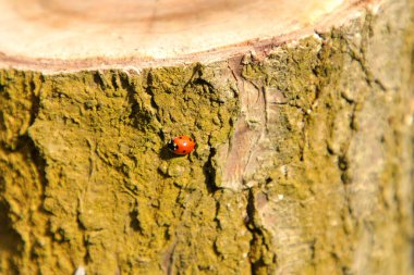 Ağaç gövdesindeki kırmızı uğur böceğinin yakın çekimi.