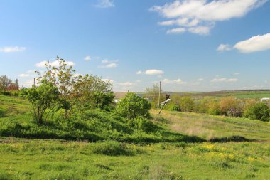 Bahar, yatay, yeşil çim ve ağaçların