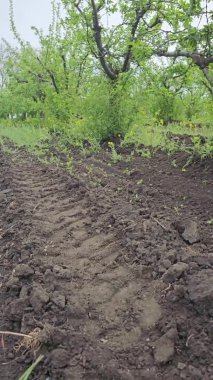 Baharda büyük yeşil bir tarla