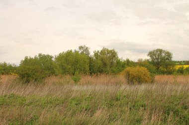 Güneşli bir günde bir orman manzarası