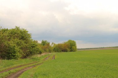 Kırsal yol ve tarla Ağaçlar ve bulutlarla