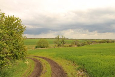Kırsalda yeşil tarlaları olan yol