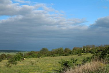 Ağaçlarla dolu bir tarlası ve bulutlu bir gökyüzü olan güzel bir manzara.
