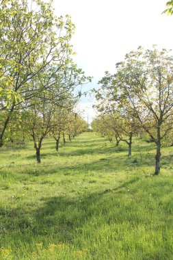 elma bahçesi erken Bahar