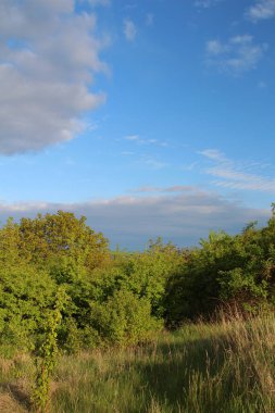 Ormanda yeşil ağaçlar