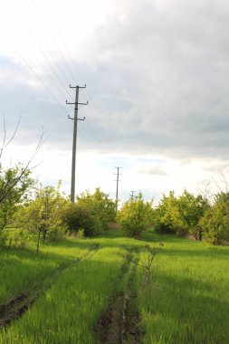 Ormanda yeşil çimenler