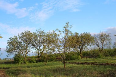 Kırsalda baharda ağaçlar ve yeşil çimenler.