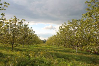 Elma meyve bahçesinde bahar