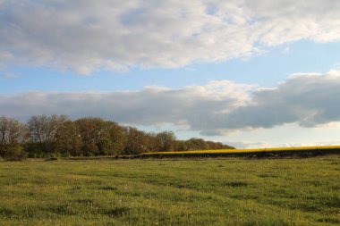 Buğday tarlası ve mavi gökyüzü olan güzel bir manzara.