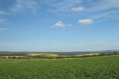 Güzel yeşil bir tarlası olan manzara.