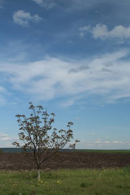 Mavi gökyüzü olan bir ağaç.