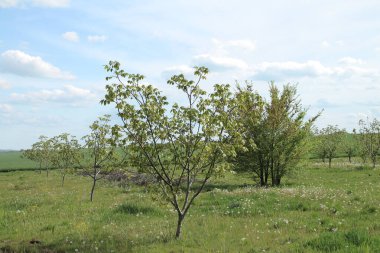 bir tarlada bahar ağaçları