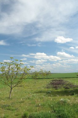 yeşil çimen ve mavi gökyüzü bulutlu