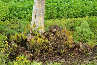 Ormanda yabani mantarlar