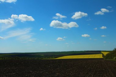 Buğday tarlası. mavi gökyüzü ve bulutlar.