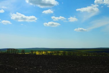 Buğday ve mavi gökyüzü bulutlu alan