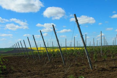 Genç yeşil fidanlar ilkbahar tarlasında