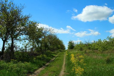 Ormanda yolu olan güzel bir manzara.