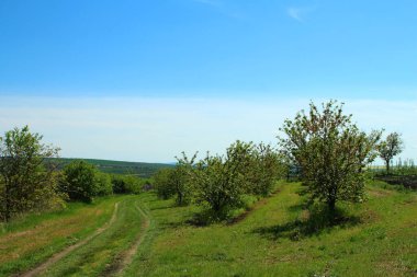 Yazın yeşil elma bahçesi